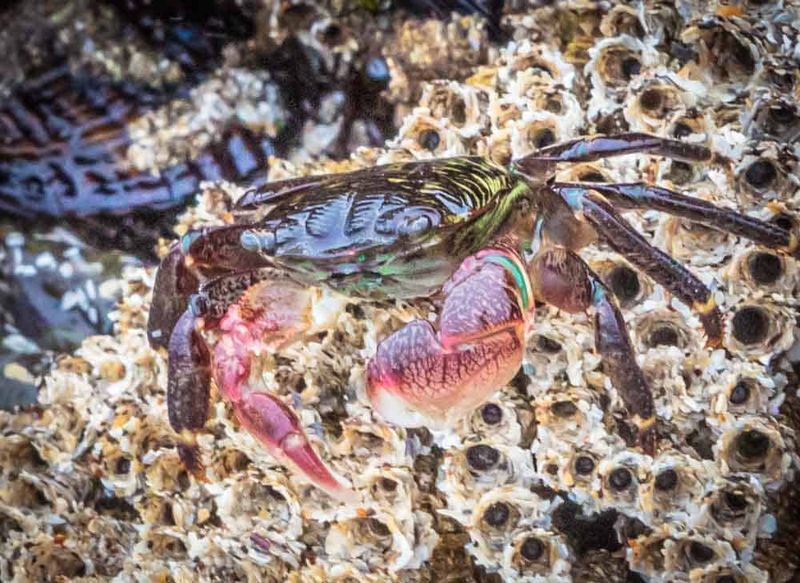 Crabs (Shore Crabs and Spider Crabs) – Moonstone Beach, Pismo Beach