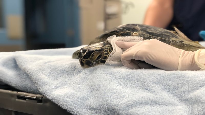 The Florida Aquarium Sea Turtle Rehabilitation Center (Tampa)