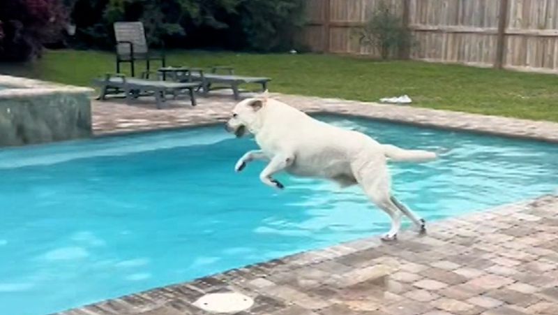 Pool Party Pup