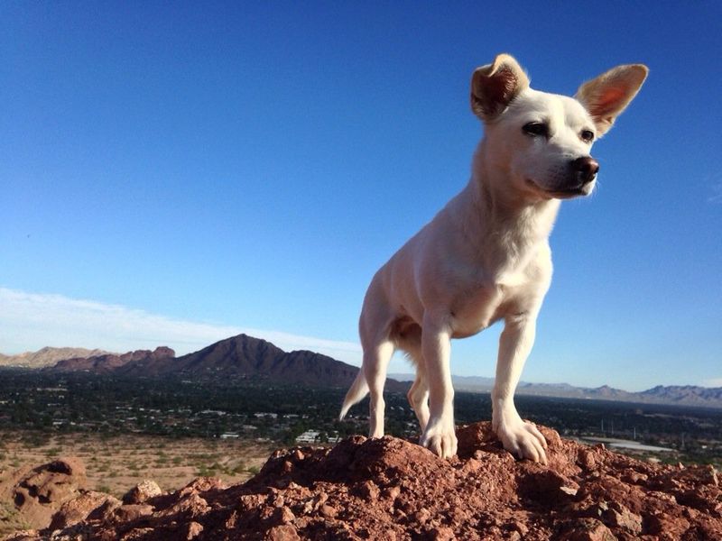 Phoenix, Arizona: Sunbelt Sanctuary for Spot