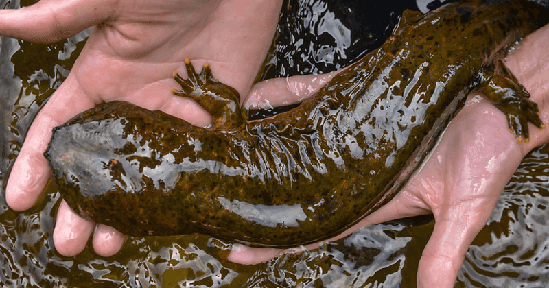 Bizarre Columbia River Giant Salamander