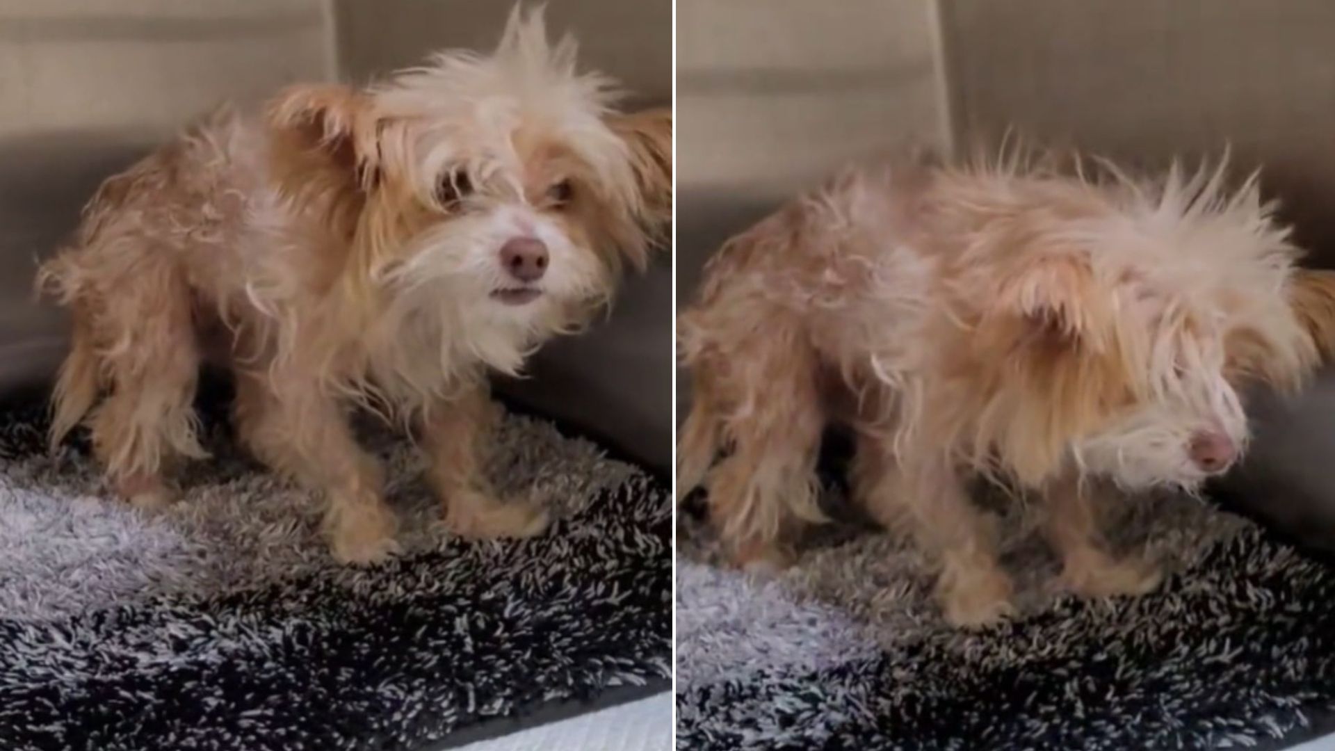 Senior Dog Abandoned At California Shelter Couldn’t Move And The Truth Was Even Worse Than Expected