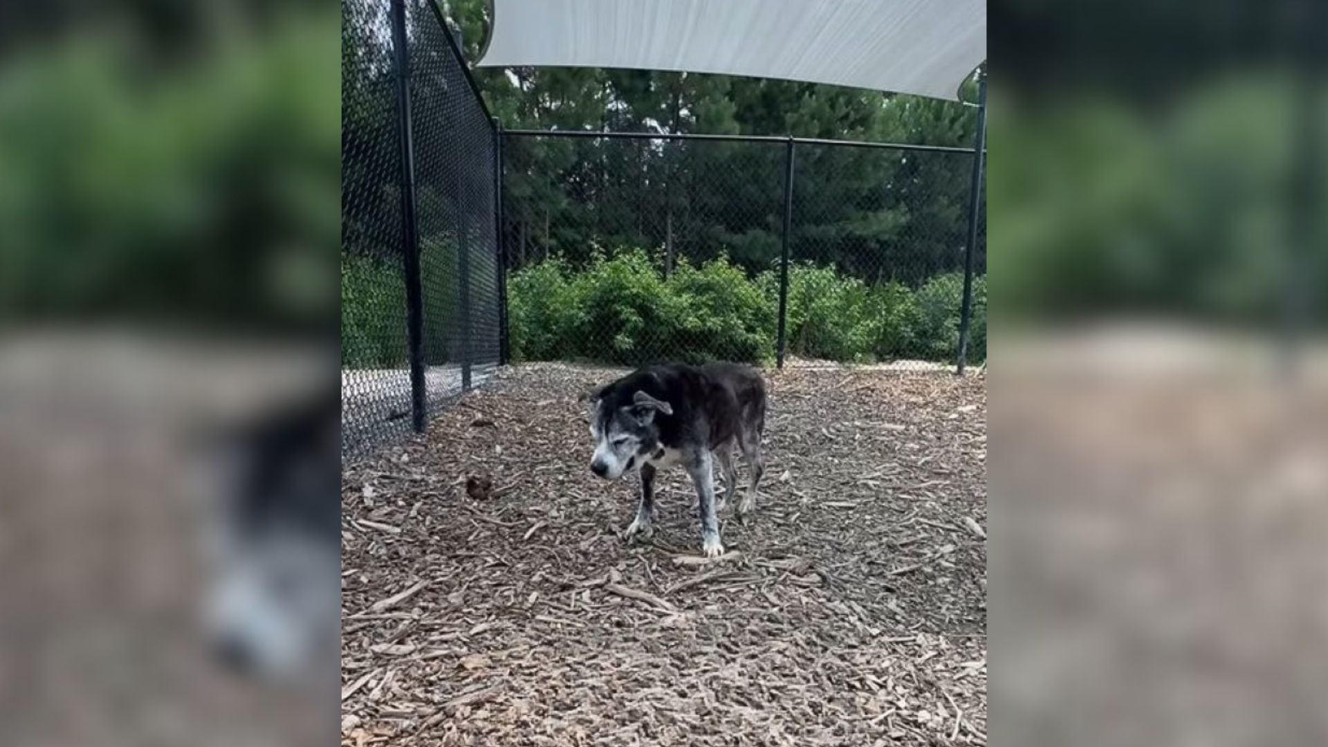 senior dog