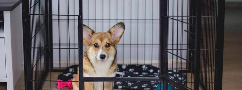 Crate Training Isn't Cruel