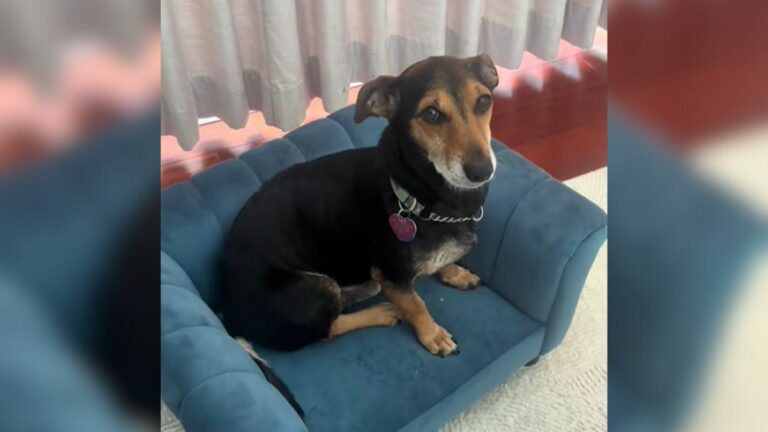 black dog sitting