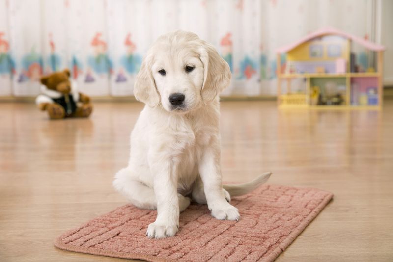 Storage Struggles: Where Dog Supplies Eat Your Closet