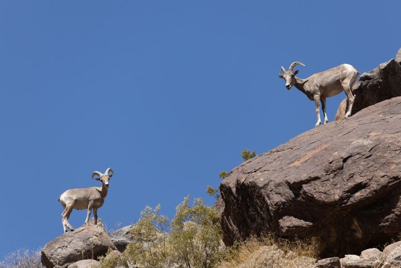 Anza-Borrego Desert State Park's Surprising Oasis