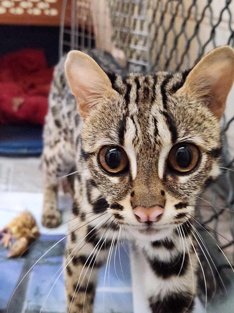 Asian Leopard Cat: Wild Beauty in a Smaller Package