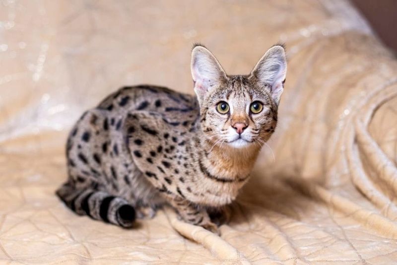 Savannah Cat