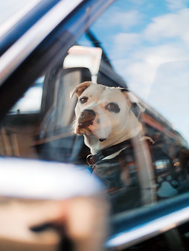 Hot Cars Can Hurt Pups Fast in Desert Heat