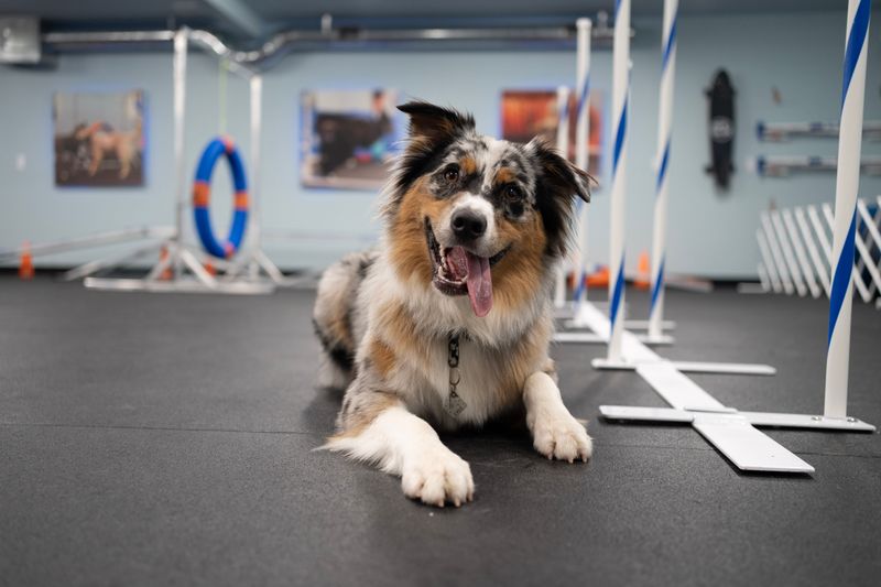 Short, Rewarding Training Sessions