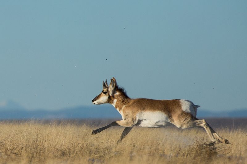 More Than Just Fast: Why The Pronghorn Matters