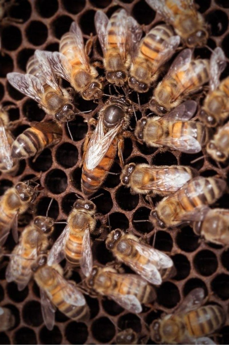 Bees: The Flying Farmhands