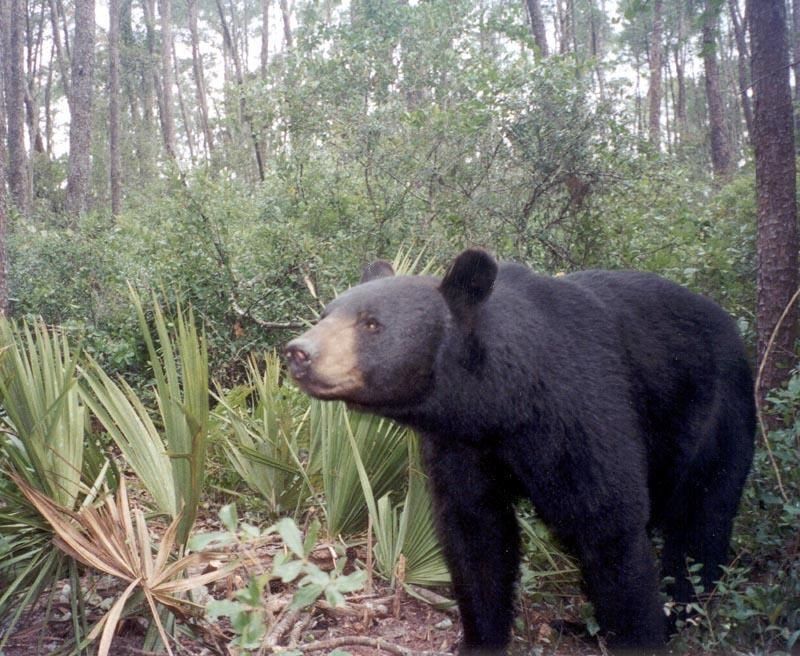 Unexpected Encounter: Florida Black Bear In The Cypress