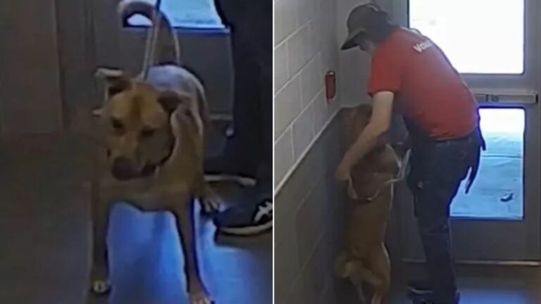 Shelter dog