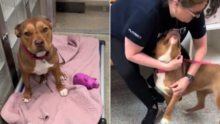 shelter dog