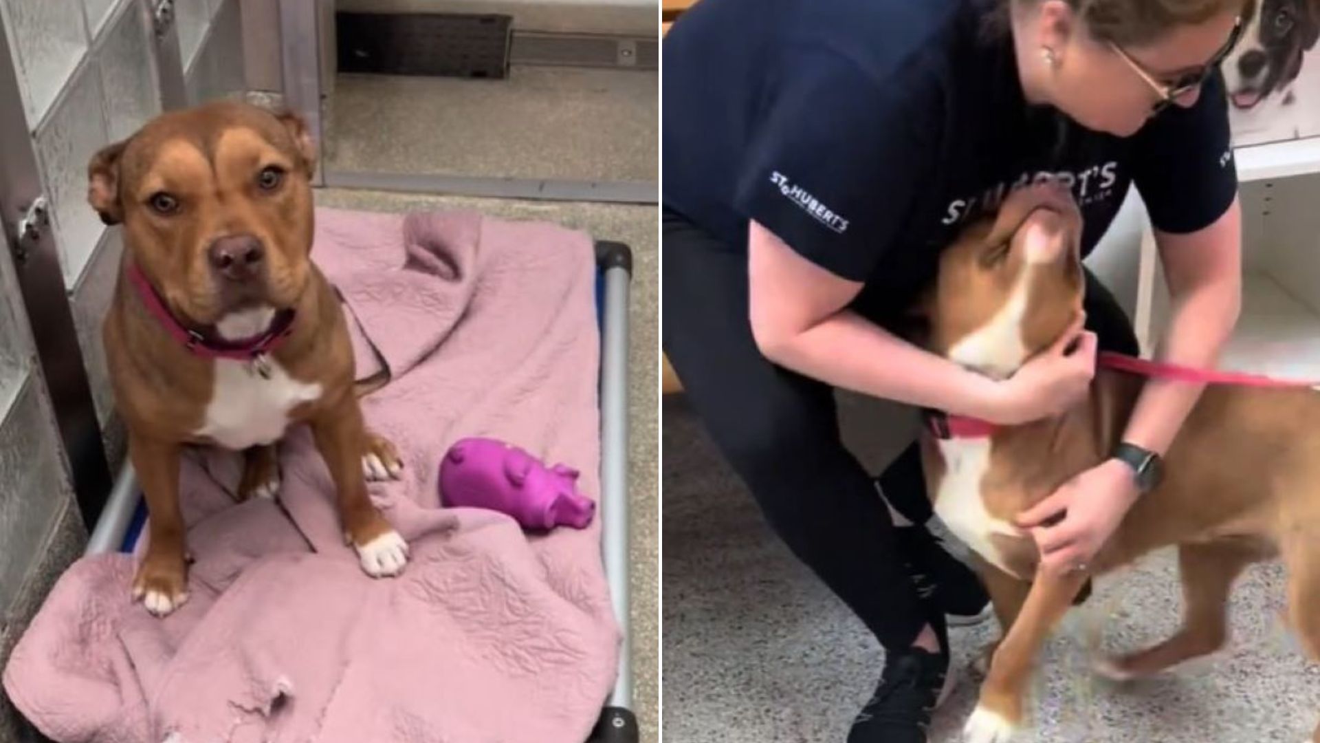 Shelter Dog From Washington, D.C. Who Waited Over 243 Days To Find A Home Receives Surprising News