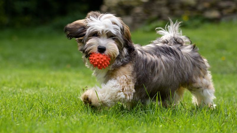 Havanese: The Apartment Ace