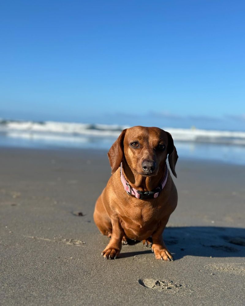 Dachshund: The Chill Companion