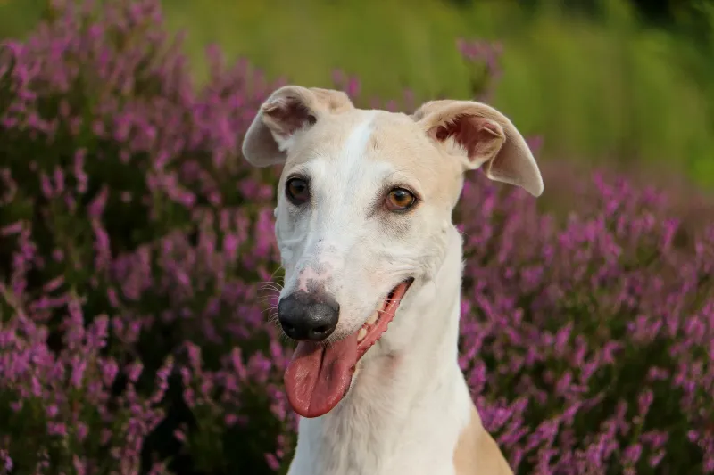 Greyhound: Retired Racers Make Surprisingly Economical Pets