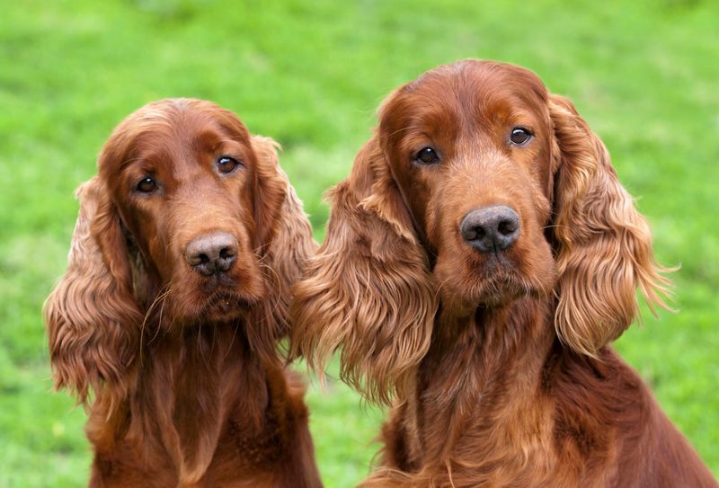 Irish Setter: The Fiery Showstopper for Active Ohio Families