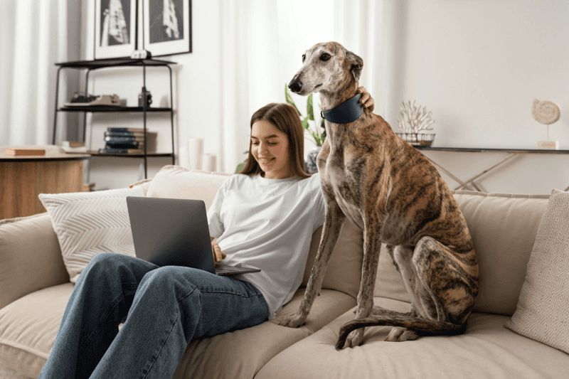 Greyhound: The Surprising Apartment Lounger