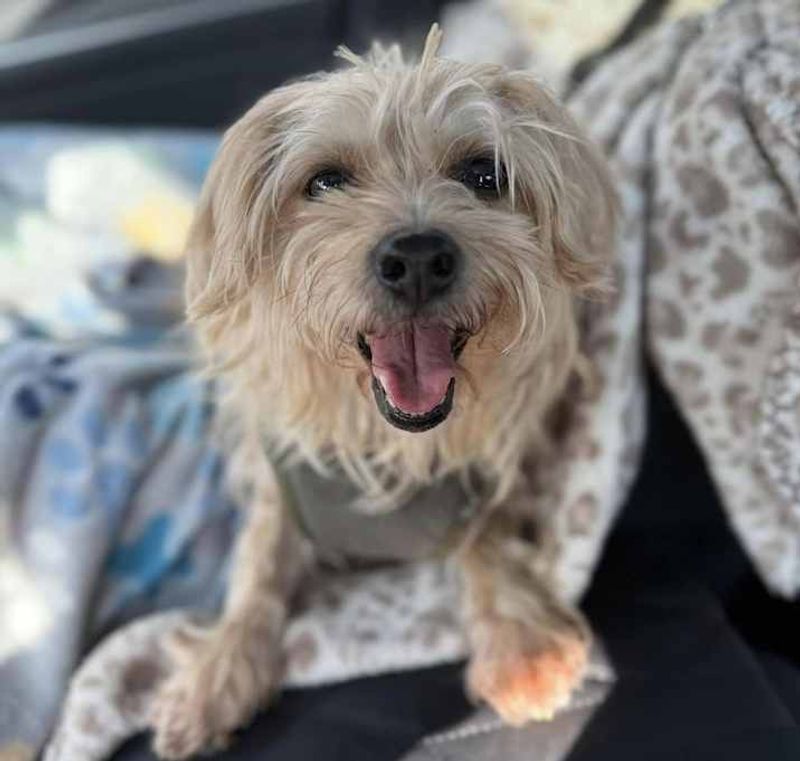Yorkshire Terrier: Tiny Tenant with Big Attitude