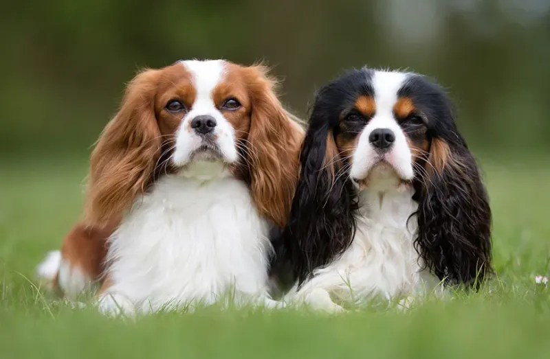 Cavalier King Charles Spaniel: The Gentle Soul