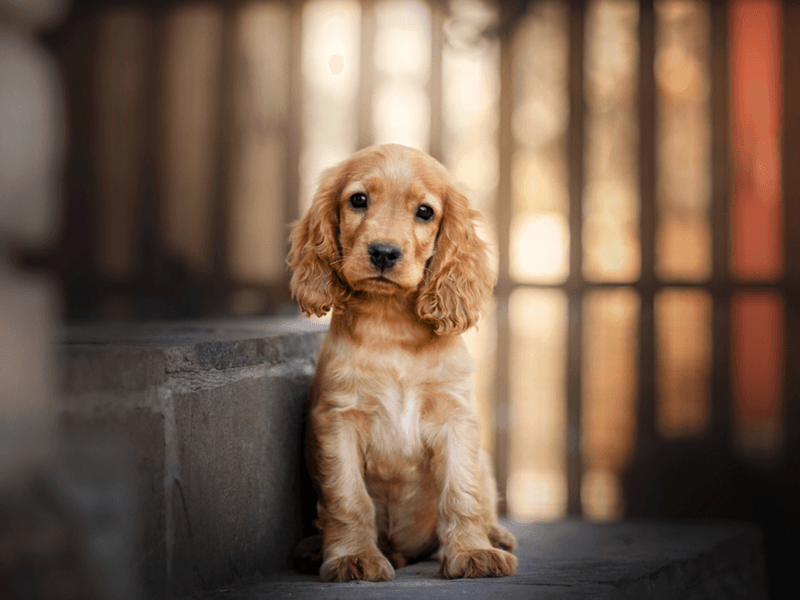 Cocker Spaniel: Silky Souls With Velvet Paws