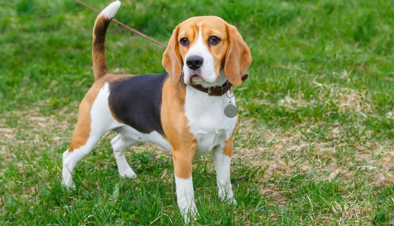 Beagles: The Friendly Neighborhood Explorers