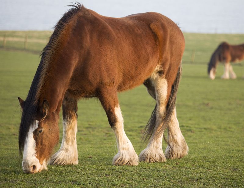 Clydesdale: Fame Beyond Beer Commercials On California Farms