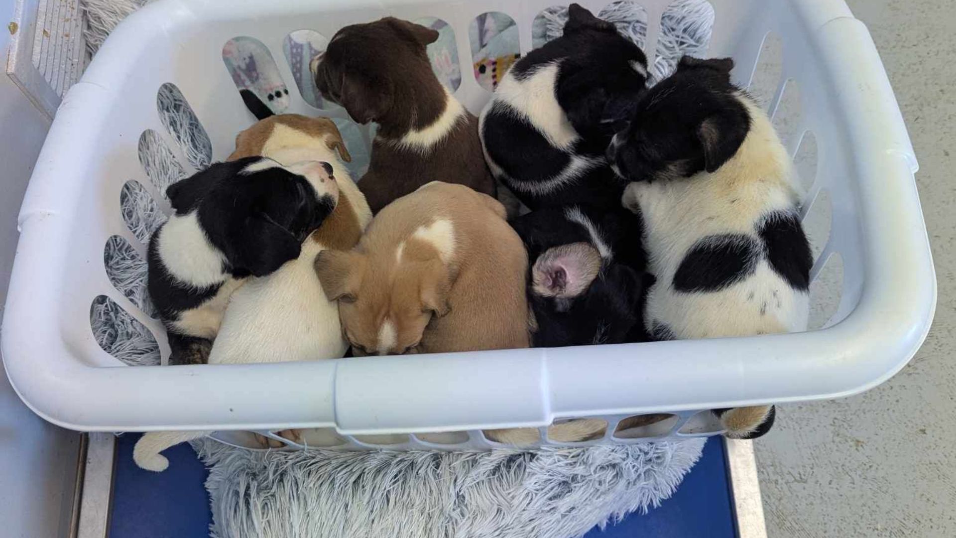 puppies-abandoned-in-a-box