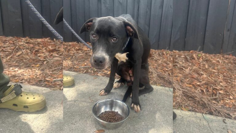 dumped dog