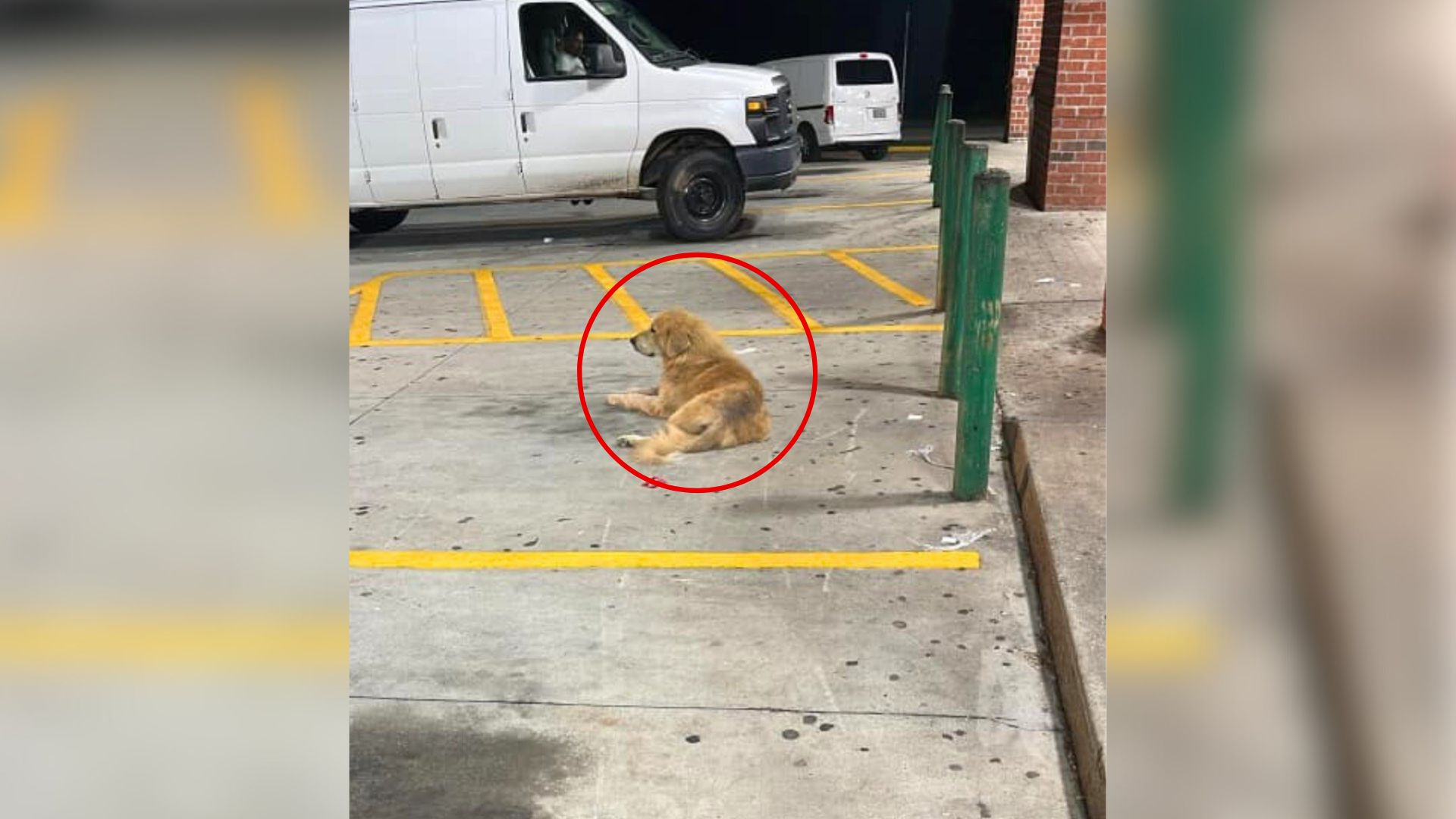 dog on street