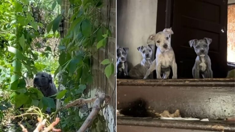 Mother dog and puppies