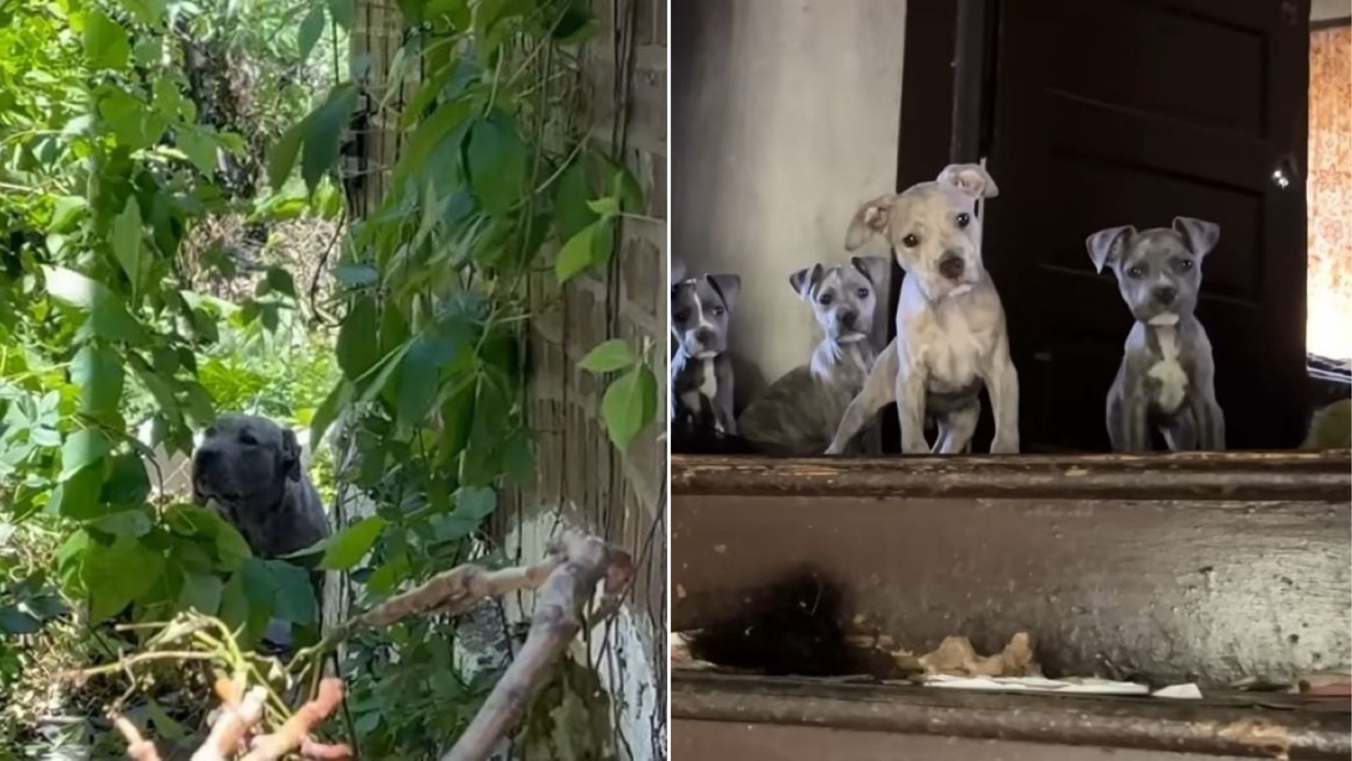Mother dog and puppies