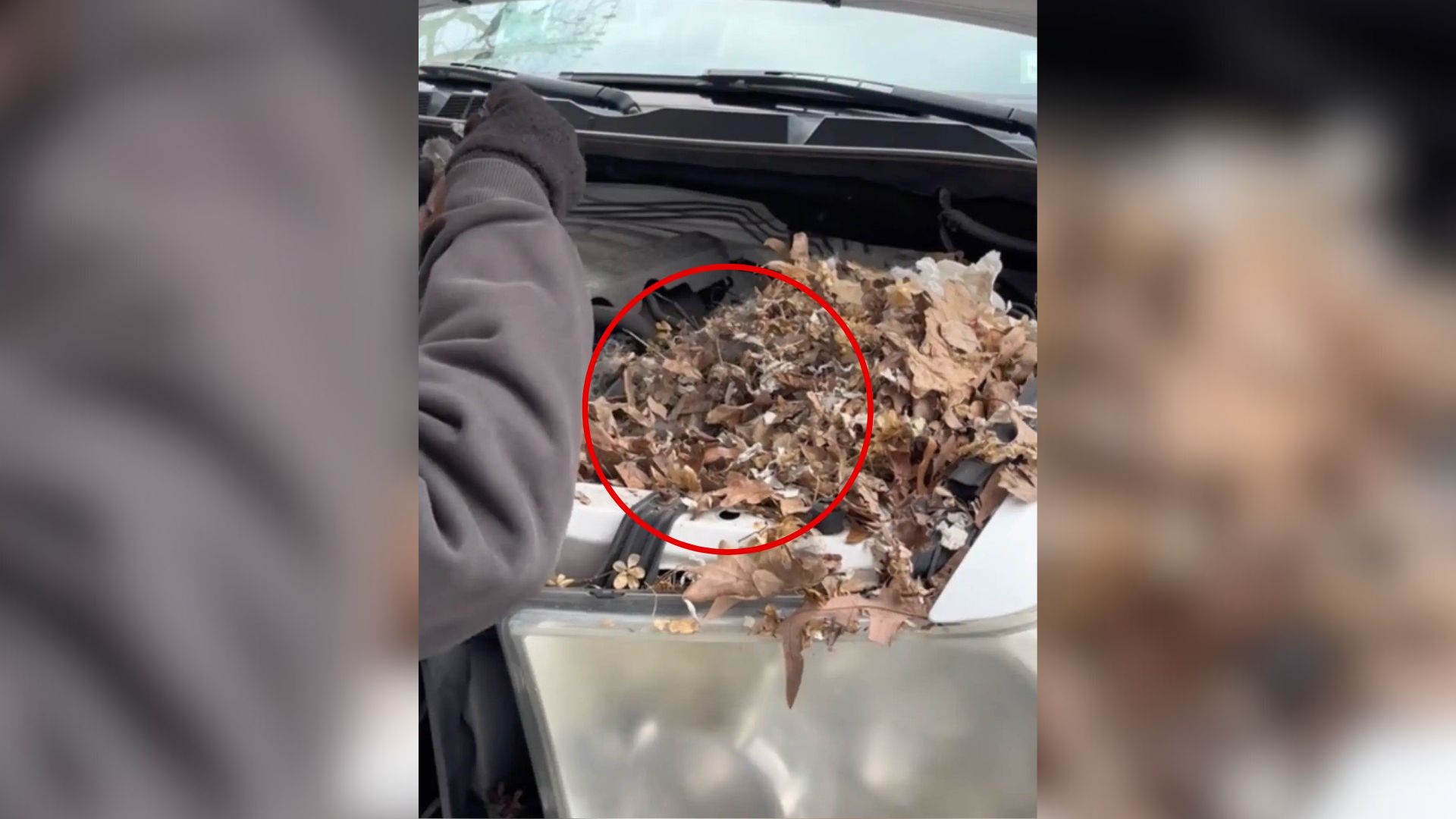 baby squirrel hidden in the engine