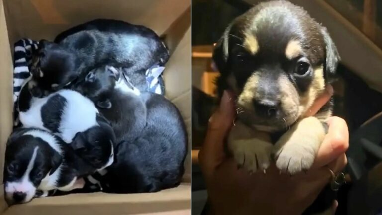 box with puppies