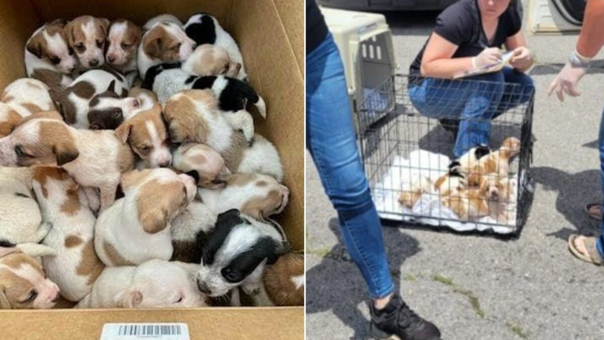 Shocked Passersby Find 30 Abandoned Puppies Huddled Inside A Box On The ...