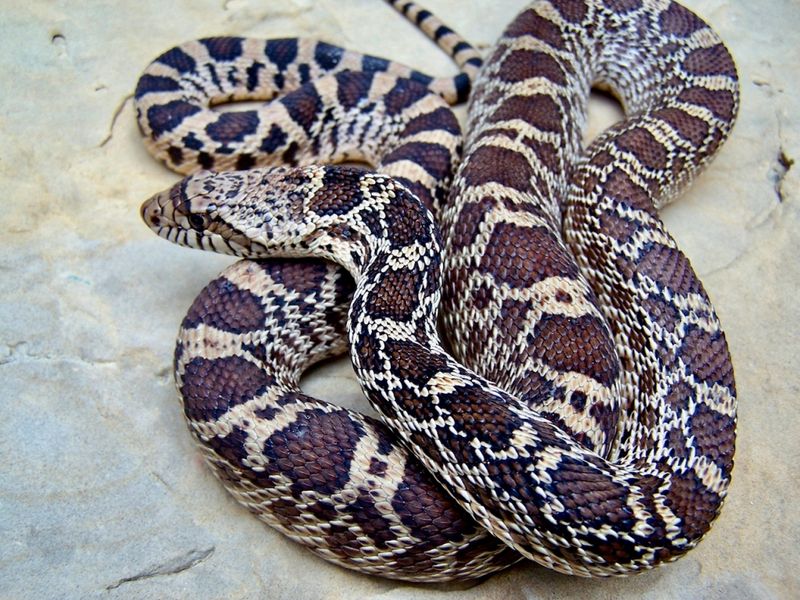 Bull Snake: The Desert's Vocal Defender