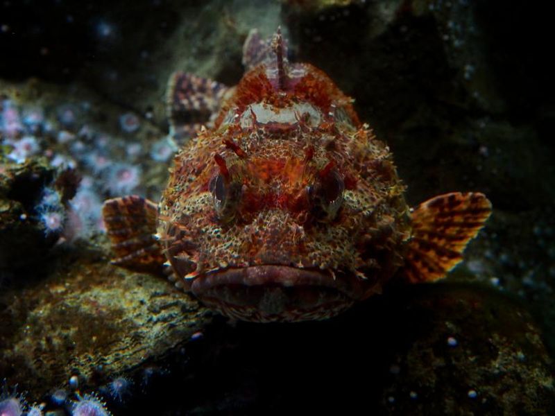 California Scorpionfish: Master of Disguise