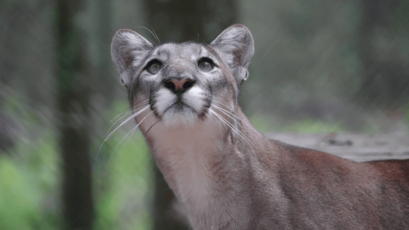 Panthers Making a Comeback—But Is It Enough?