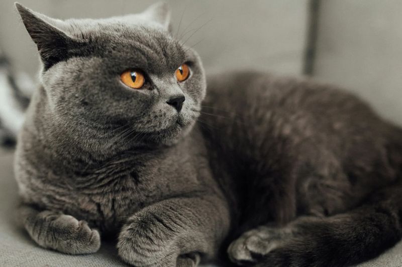 British Shorthair: Sturdy Playmates