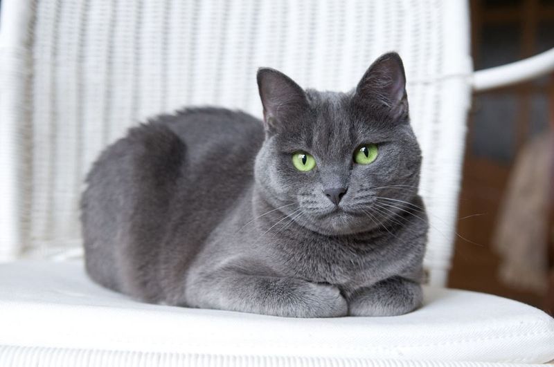 Russian Blue: Silver Coat, Golden Premiums