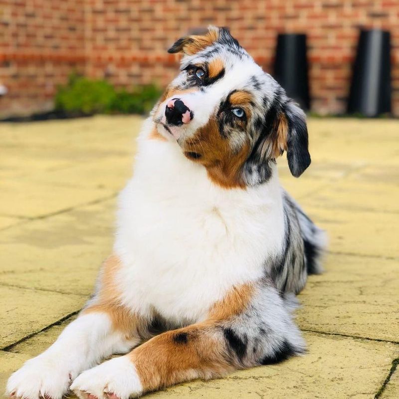 Australian Shepherds: The Hipster Dog Park Celebrities