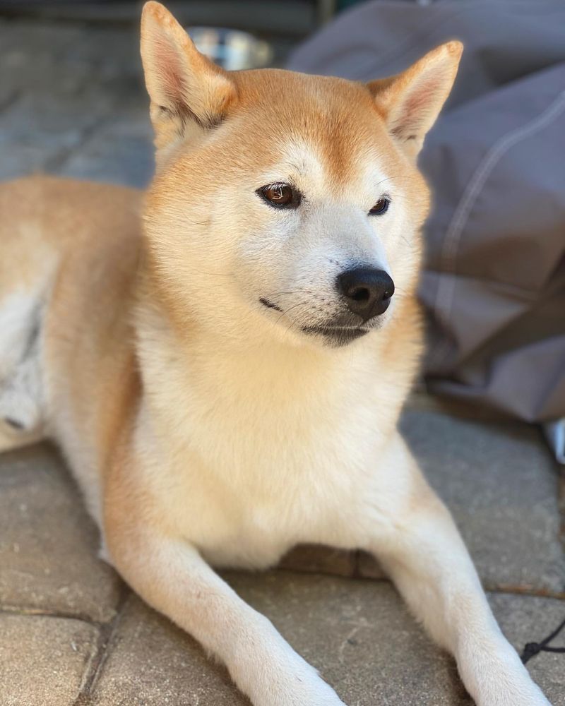 Shiba Inu: Tech-Savvy Trendsetter