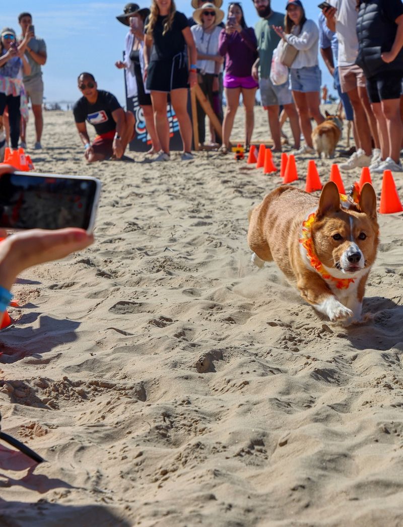 Pembroke Welsh Corgi: The Social Media Superstar