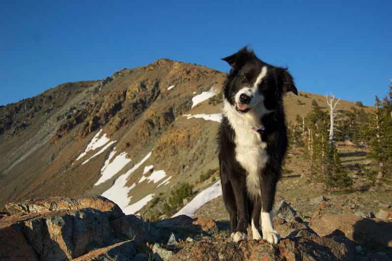 Border Collie
