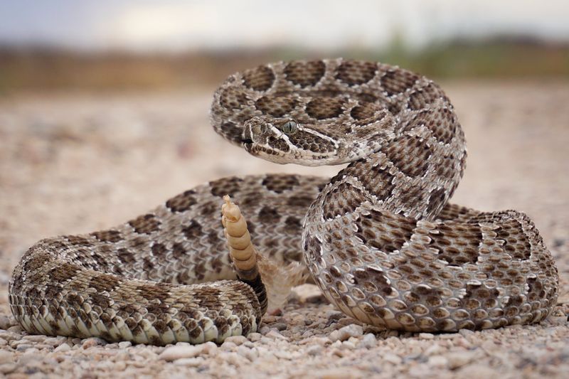 Prairie Rattlesnake: The Desert's Warning System