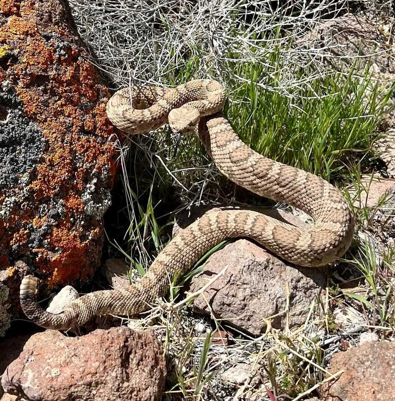 Speckled (Great Basin) Rattlesnake: The Northern Desert Dweller